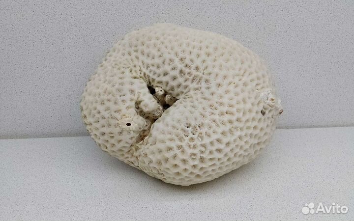 Коралл мозговик 11,9 *14,8*18,4 сувенир подарок