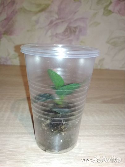 Фикус нериифолия, фикус грин исланд