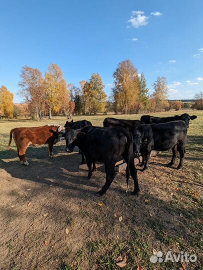 Абердин ангус телки