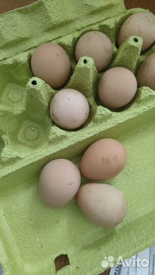 Яйца цесарки. Пищевое цесариное яйцо