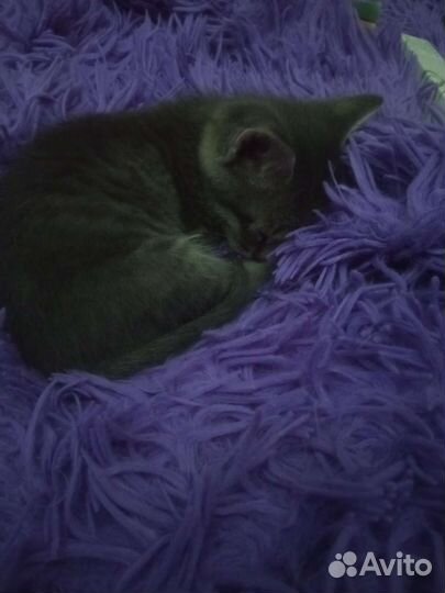 Котенок в дар бесплатно