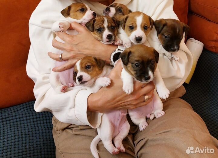 Джек Рассел терьер вязка