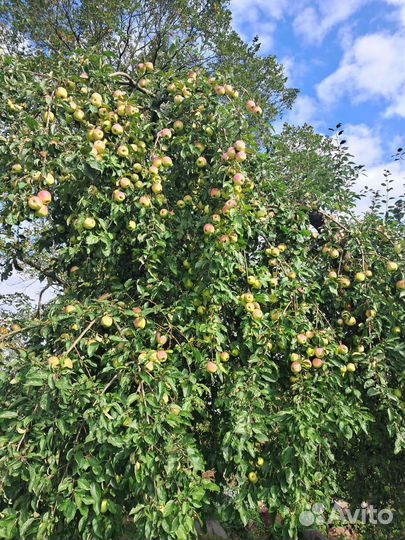 Яблоки домашние