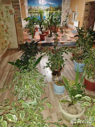 Комнатные цветы