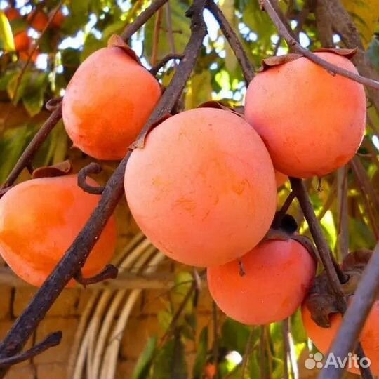 Саженцы Хурмы Гора Говерла почта/самовывоз