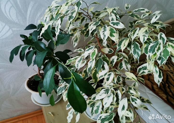 Комнатные растения цветы Фикус Бенджамина