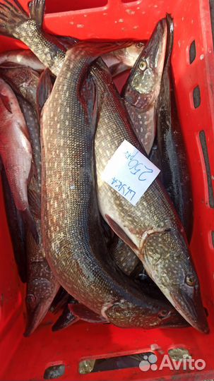 Свежая рыба