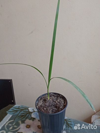 Финиковая пальма (саженцы)