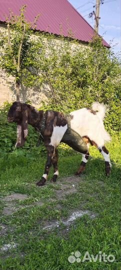 Козёл Камори вязка