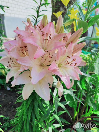 Букеты из лилий