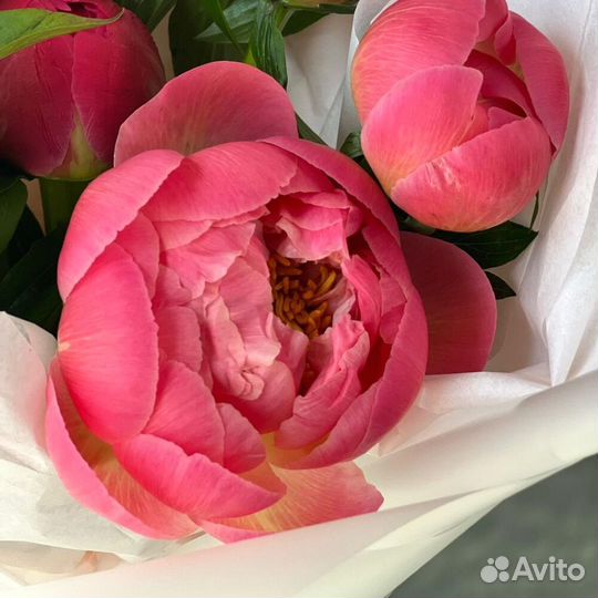 Букет из 7 пионов coral charm