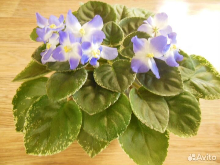 Цветущие фиалки