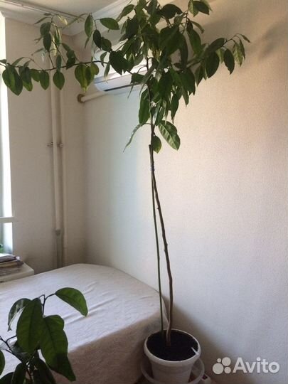 Мандариновое дерево