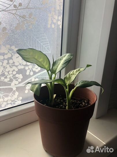 Диффенбахия Camilla