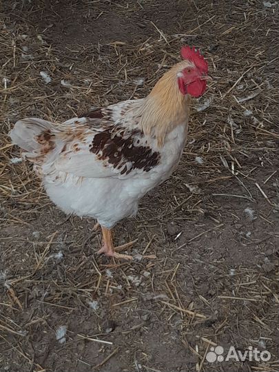 Петухи породистые
