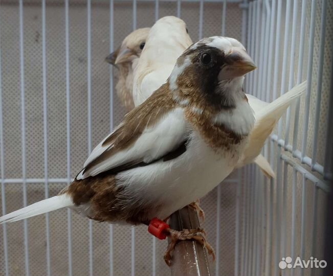 Японские амадины