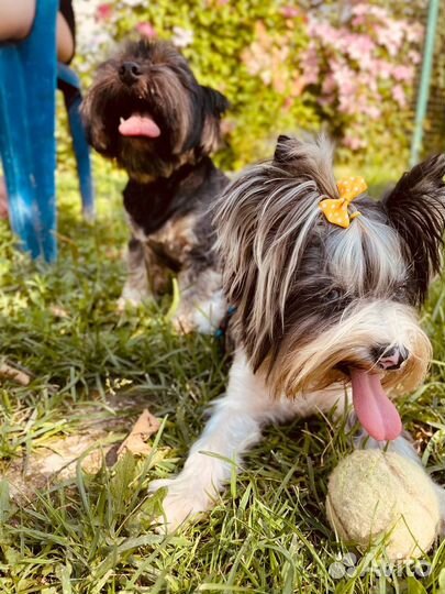 Йоркширский терьер вязка