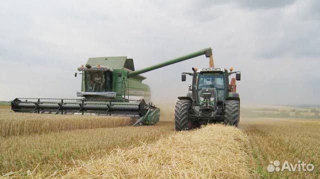 Семена озимой пшеницы