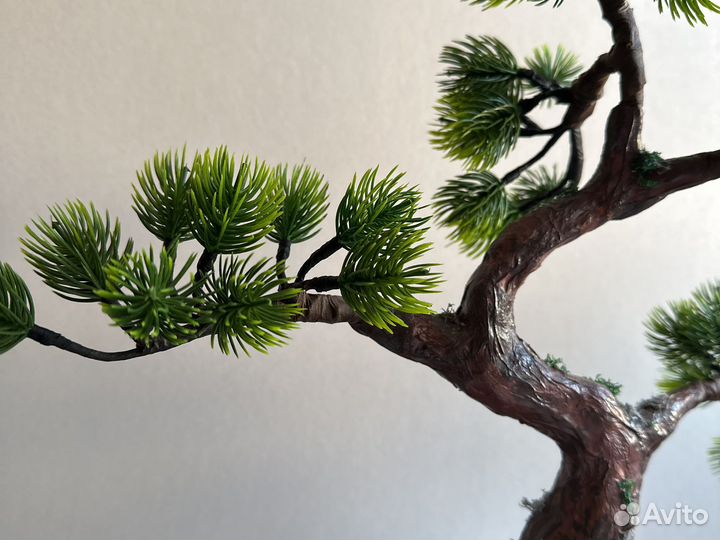 Бонсай сосна иск 32 см