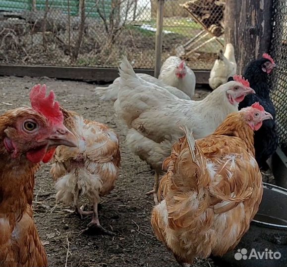 Куры молодки несушки