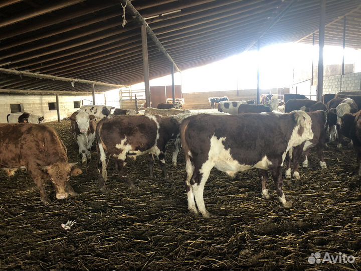 Бычки на откорм
