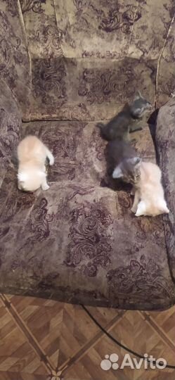 Сибирские котята в добрые руки