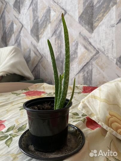 Алое отростки