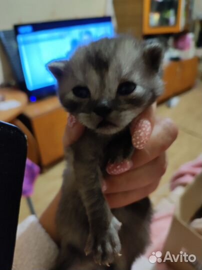 Шотландские котята