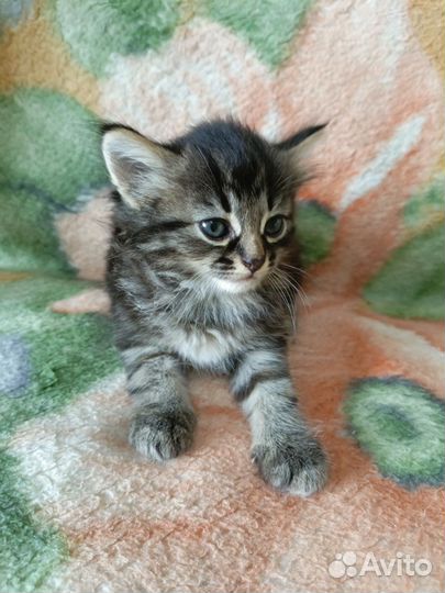 Котята 1 мес. пушистые