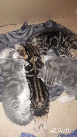 6 котят мраморные и шиншиллы