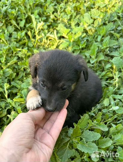 Щенки в добрые руки