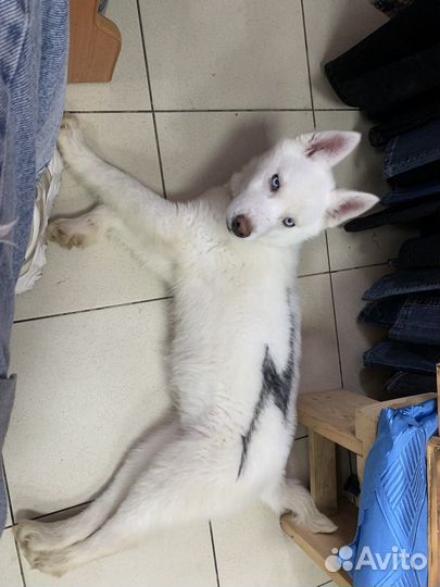 Сибирский хаски