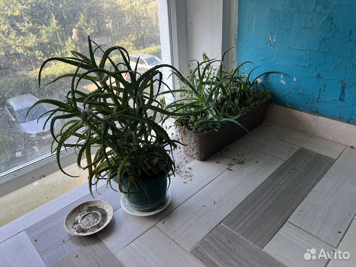 Алоэ Сочи центр