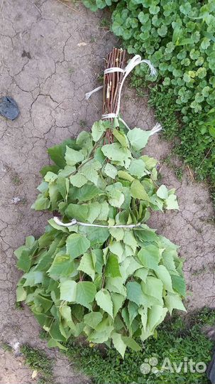 Веники для бани: береза