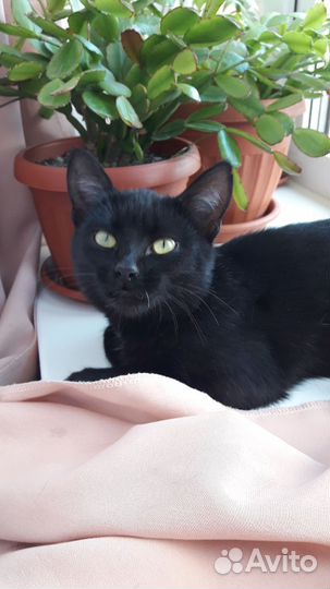 Черная котенок девочка, примерно 6 месяцев на пере