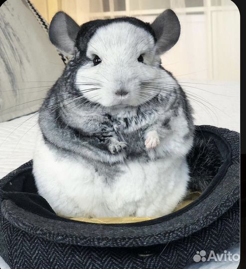 Шиншилла мозайка - подарок неописуемой красоты