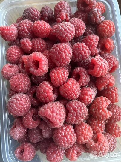 Ремонтантная малина Пингвин/Атлант/Брянское Диво