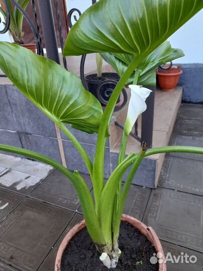 Комнатные цветы калла