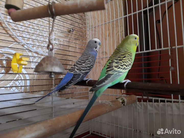 Волнистый попугай