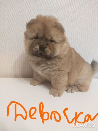 Щенки чау - чау 1,5 мес