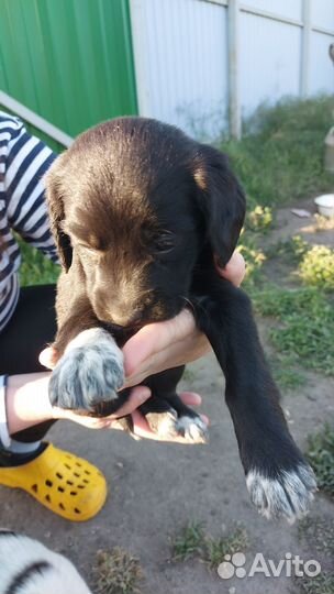 Щенки от спаниель