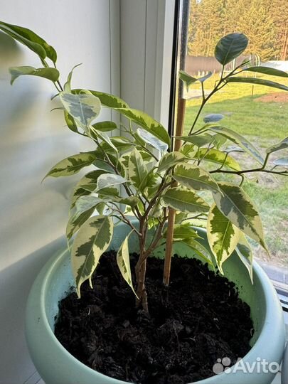 Диффенбахия, фикус,традесканция рео, колеус