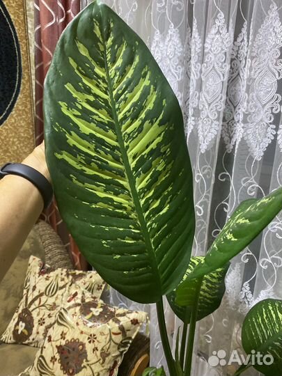 Диффенбахия гигант