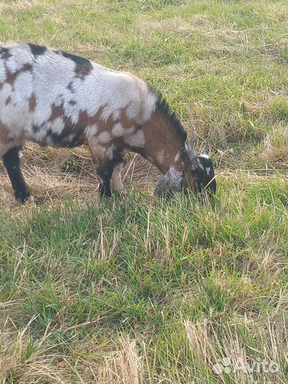 Козел на племя