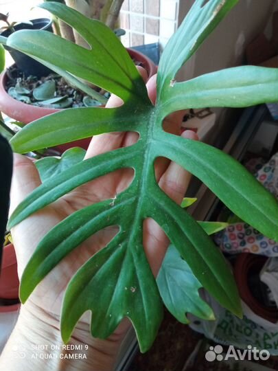 Филодендрон лучистый