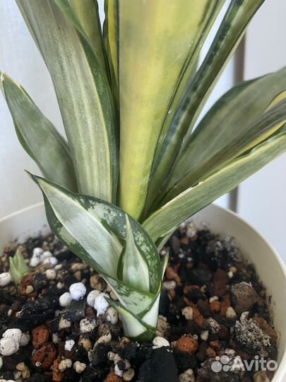 Сансевиерия моргенштерн