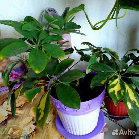 Комнатные цветы