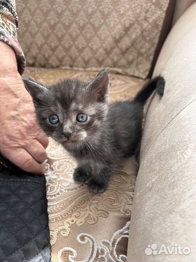 Британские котята