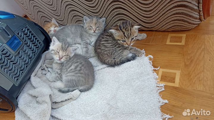 Котята в добрые руки