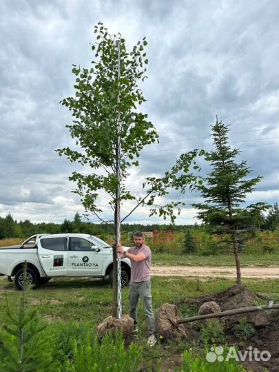 Липа 4-5-6 м, клен, рябина, вяз, дуб, черемуха. Кр